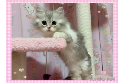 成約済の愛媛県のスコティッシュフォールド-68983の3枚目